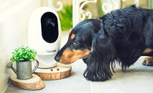 Best Pet Cameras With No Subscription Fees — Monitor Your Pet for Free